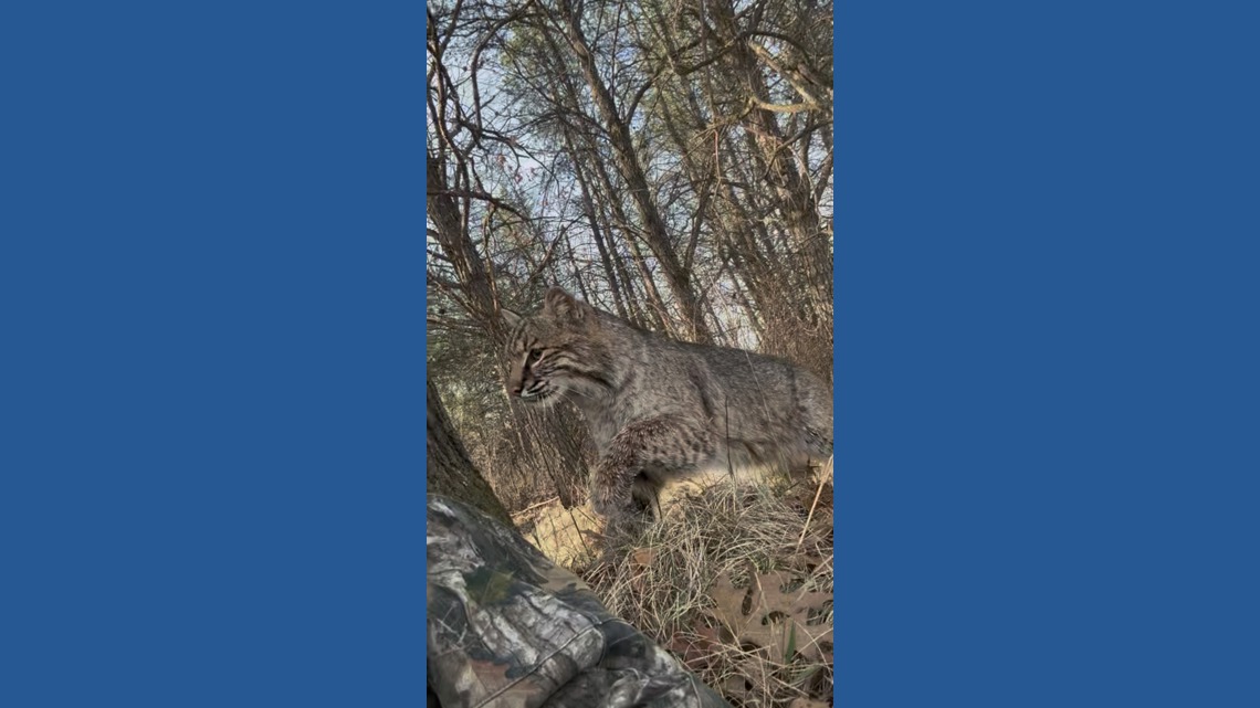 Bobcat stalks, attacks Wisconsin turkey hunter and it's all caught on camera