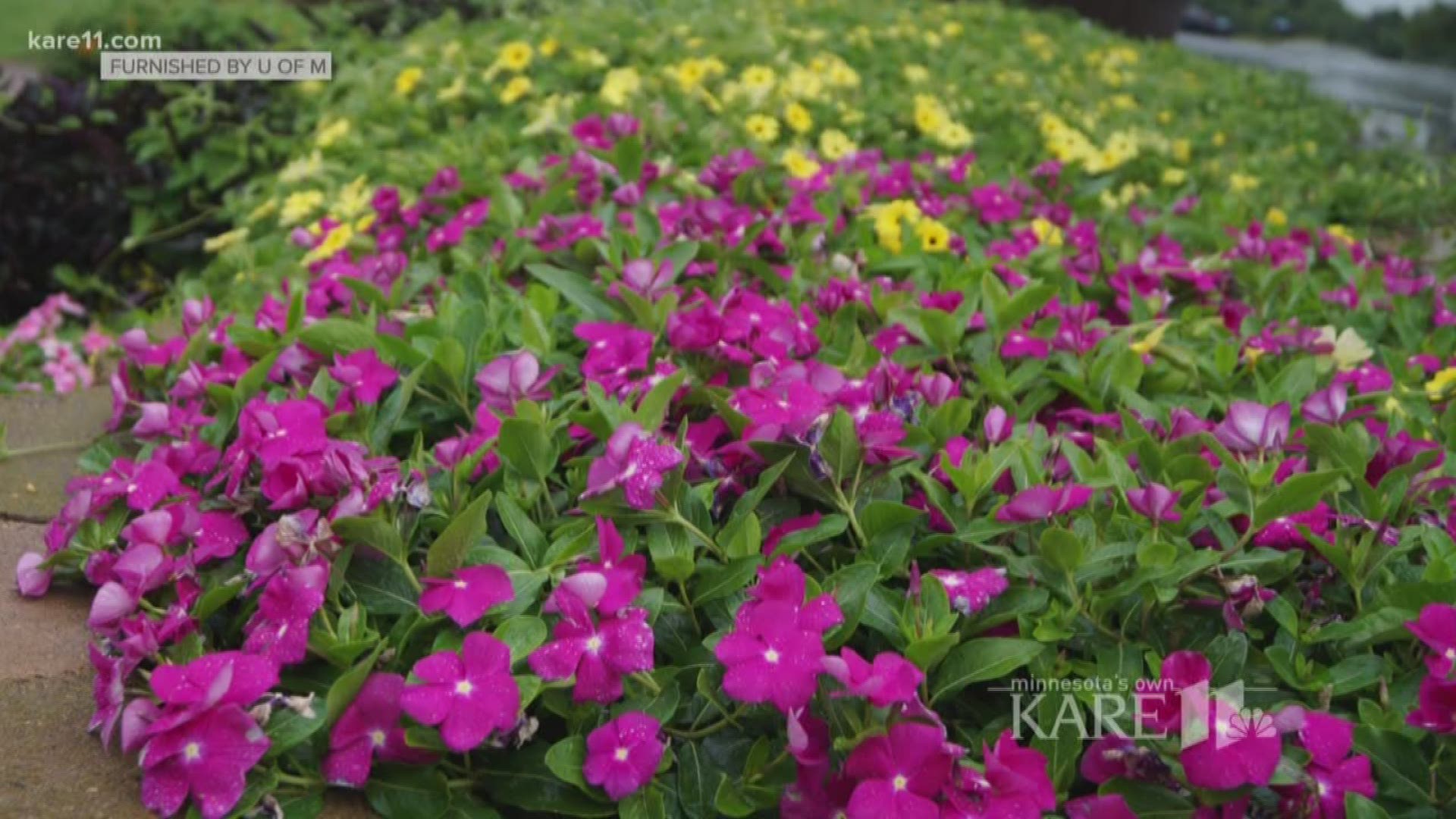 Grow with KARE: Top Ten Annuals