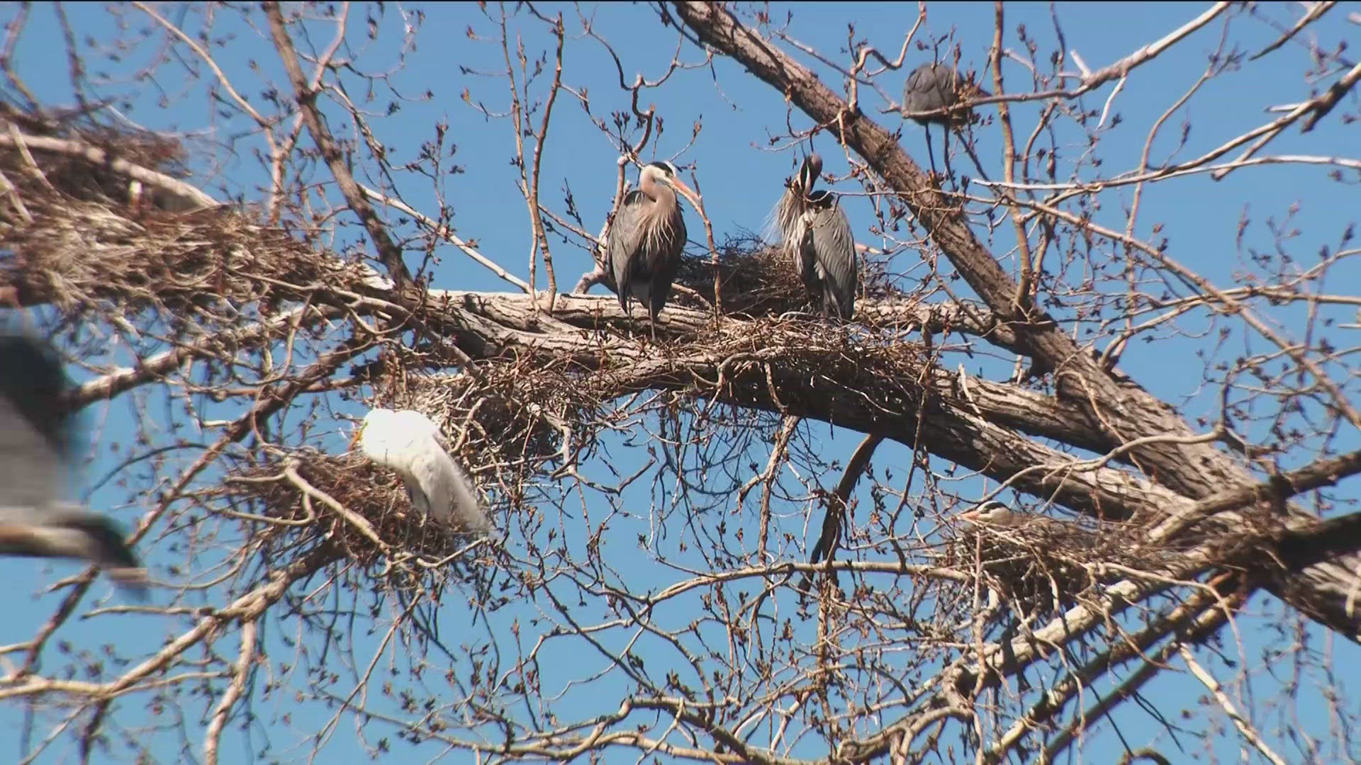 There's an avian oasis right in the heart of Minneapolis you might not know about. And even if you don't consider yourself a bird lover, it's quite a site to see.