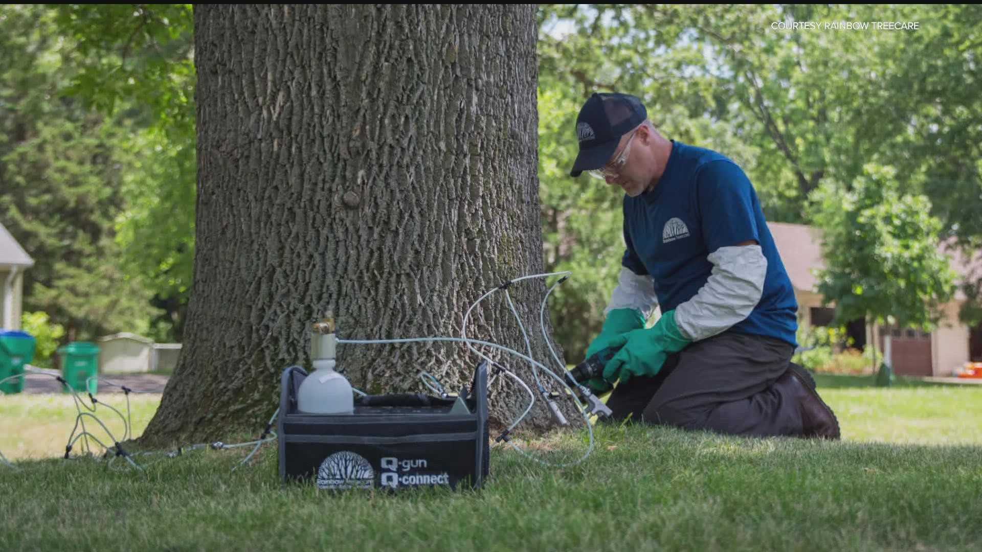 Minnesota now has 35 counties that have reported the bug, which can eat away at trees for years before symptoms become visible.