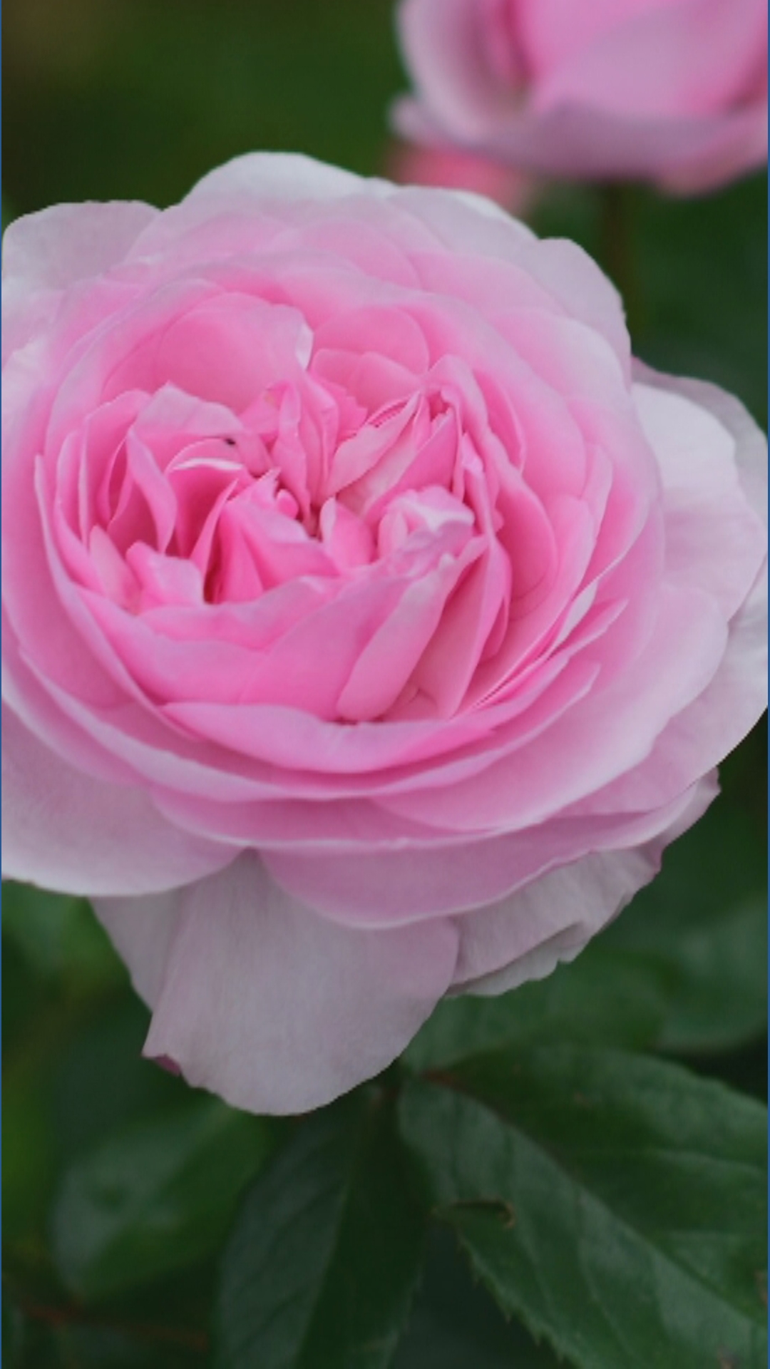 Enhance your garden with David Austin Roses | kare11.com