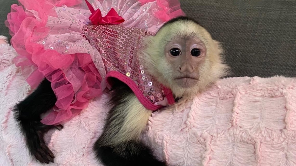 UPDATE Monkey theft occurred in North St. Paul, not Maplewood