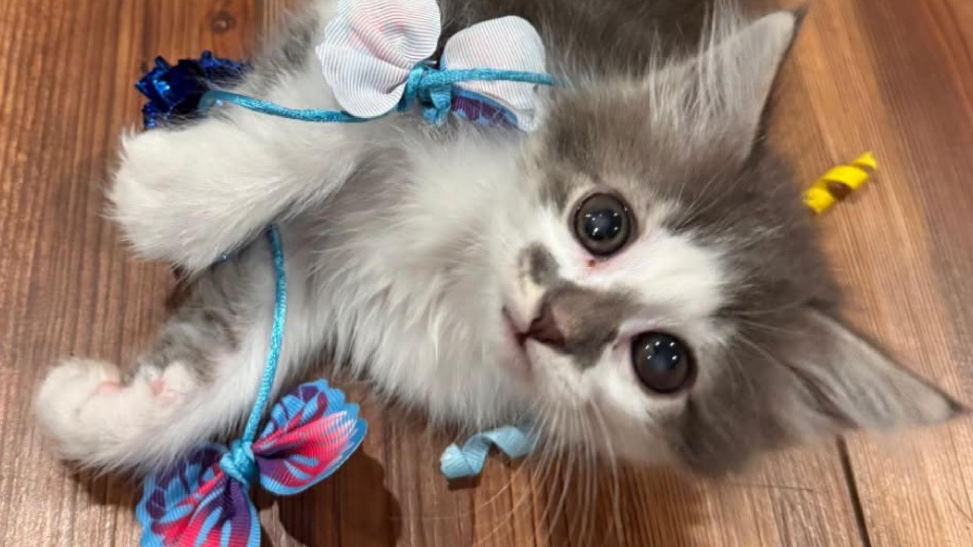 Kitten with medical needs allegedly stolen from St. Cloud humane society