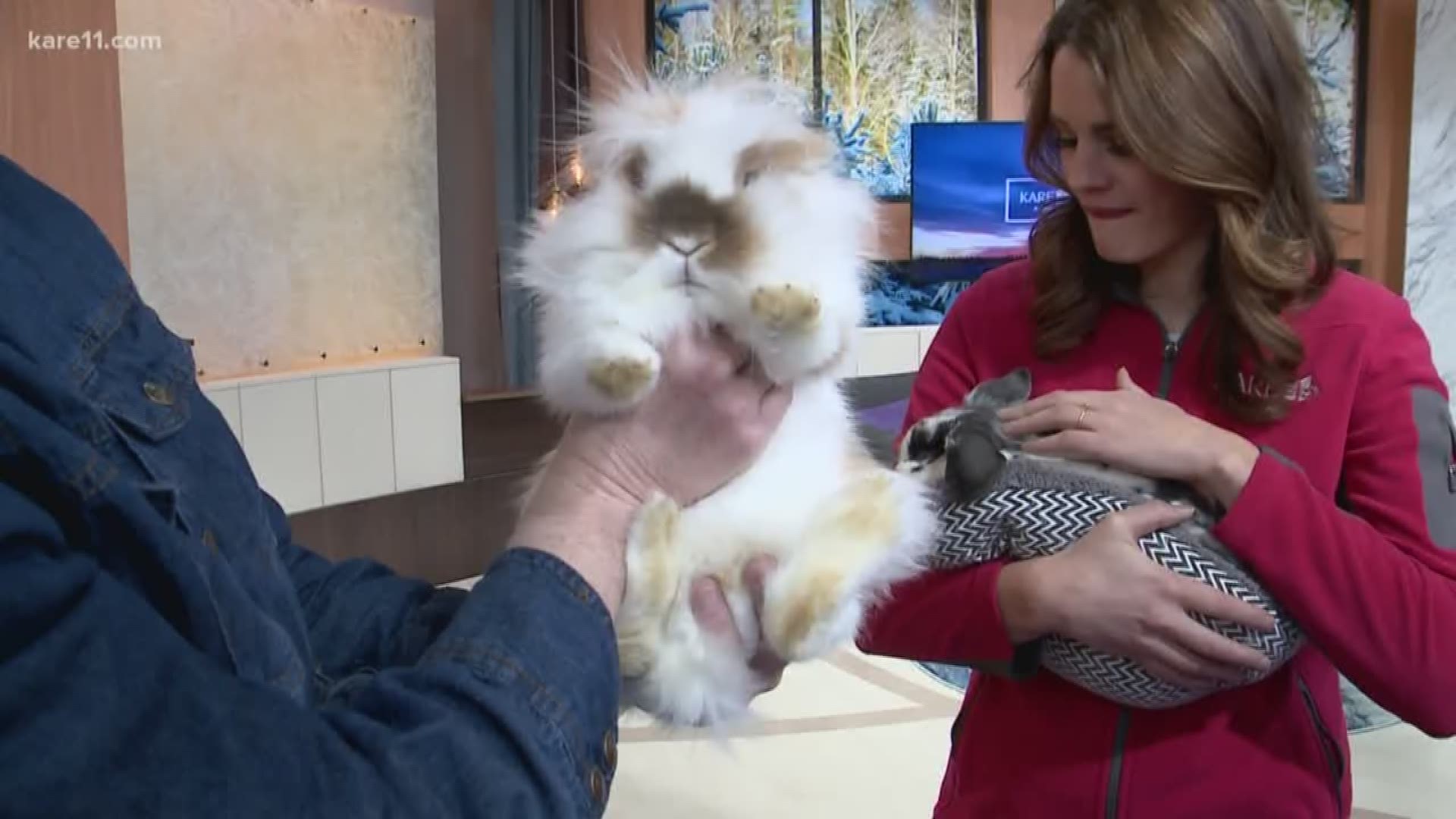 Bunny Besties is a local non-profit that offers comfort, support and mental health awareness. https://kare11.tv/2TLZcPN