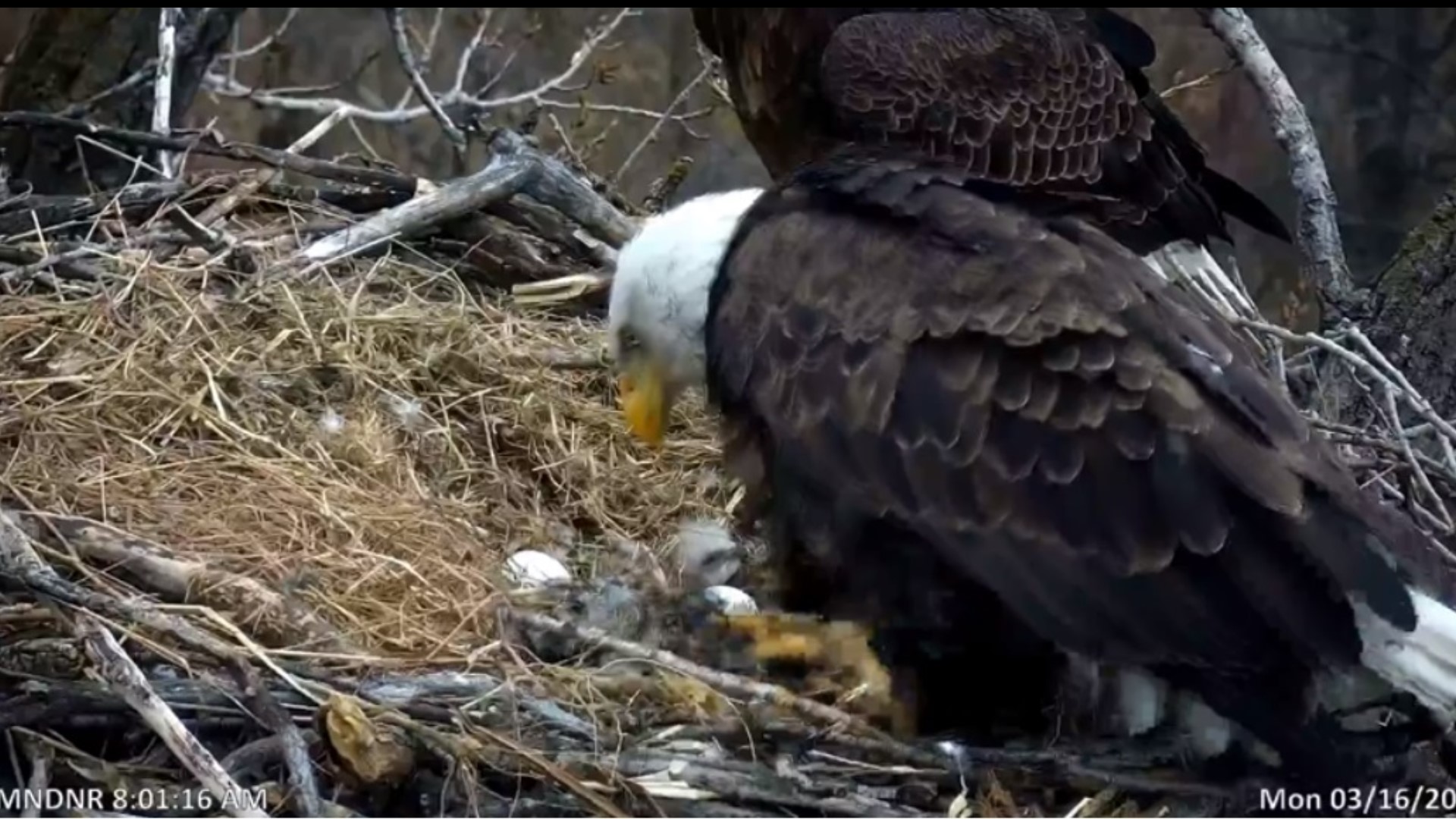 Watch the Minnesota DNR's EagleCam