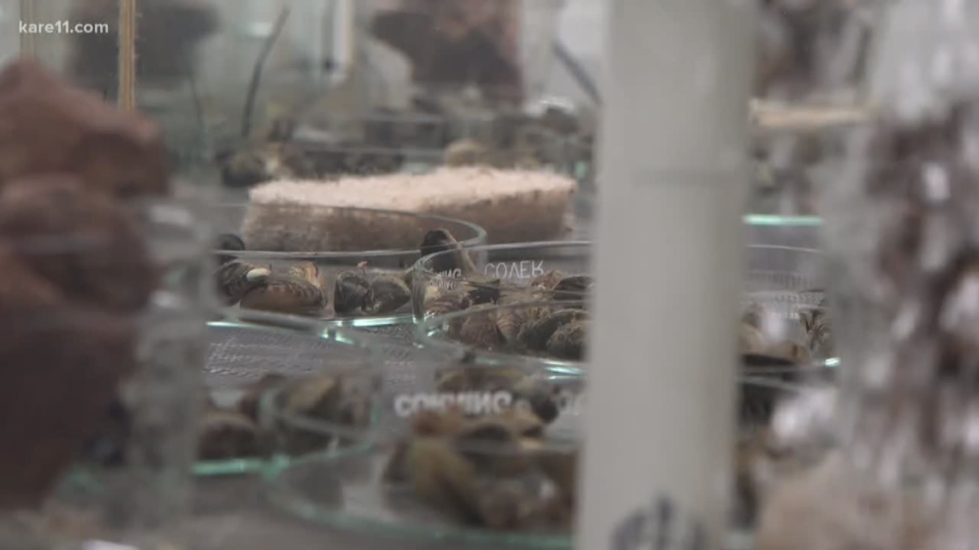 Researchers at the U of M are researching how to combat zebra mussels using a specific pathogen or type of bacteria. https://kare11.tv/2IbBHuP