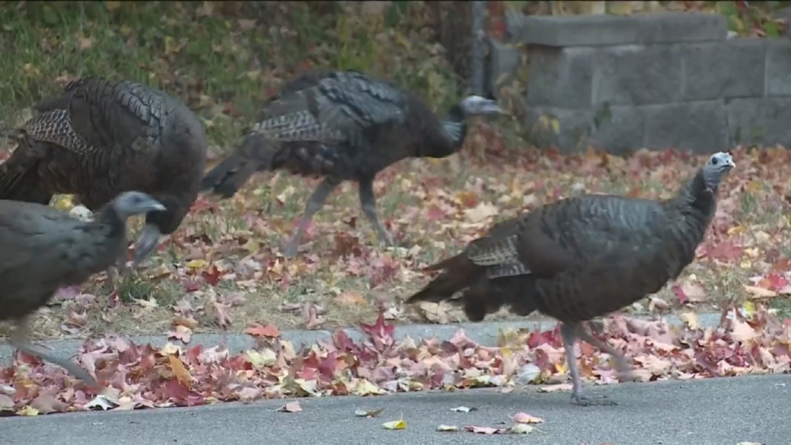 Turkeys In Minnesota Wild turkey population booming in Minnesota | kare11.com