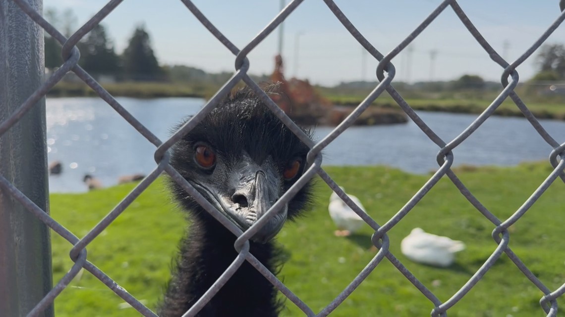 Emus greet visitors at Dairy Queen in McGregor
