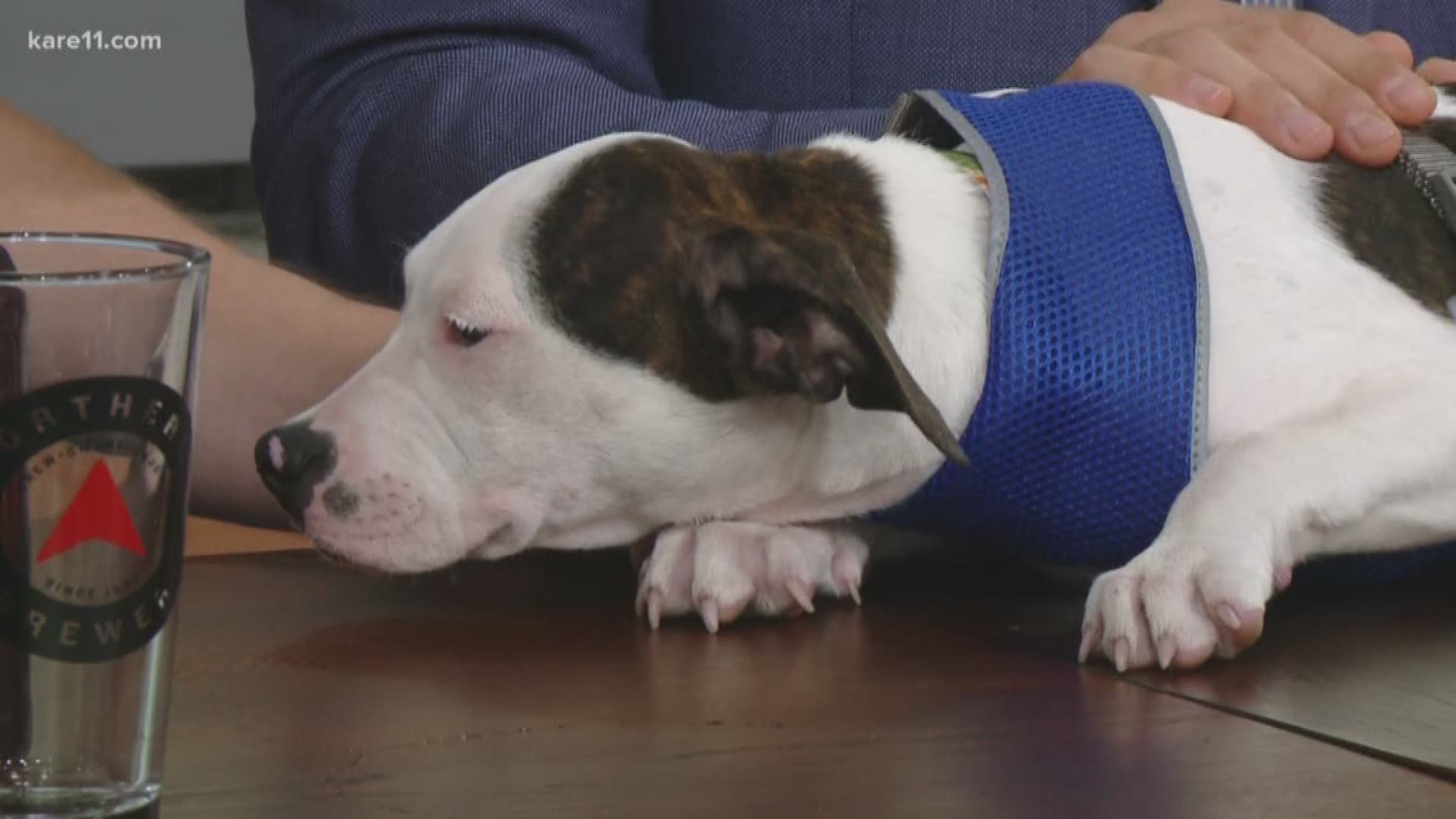 Belinda Jensen sat down with Sabastian Desotelle from Northern Brewer and Rachel Mairose from Secondhand Hounds to talk about the upcoming dog adoption event. https://kare11.tv/2OutmVq
