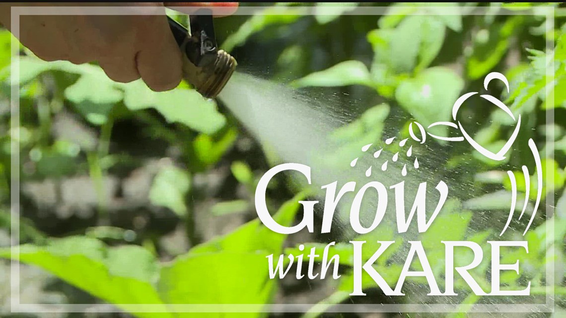 Grow with KARE - Are you overwatering?