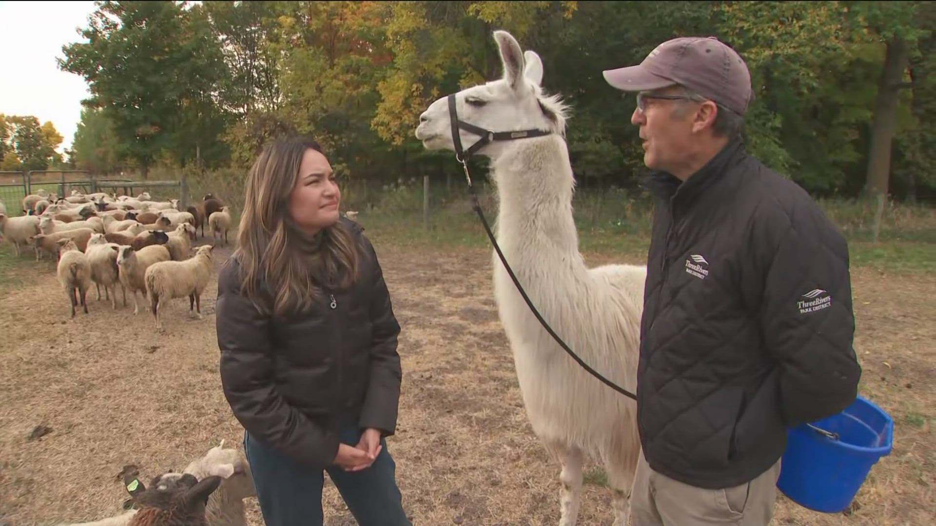 Hang out with animals, sip cider and check out the sheepherding dogs.