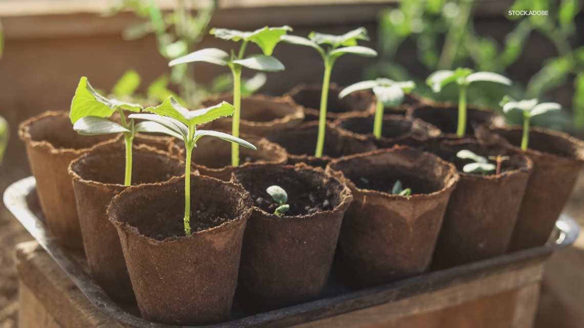 Grow With KARE: Cultivating Your Vegetables From Seed Vs. Buying Plants ...