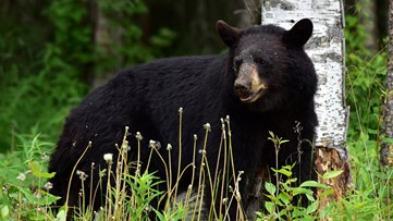 Wildlife officers track gun-toting bear in BWCA
