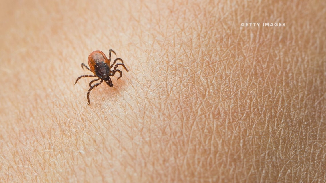 Deer tick levels remain elevated in Minnesota