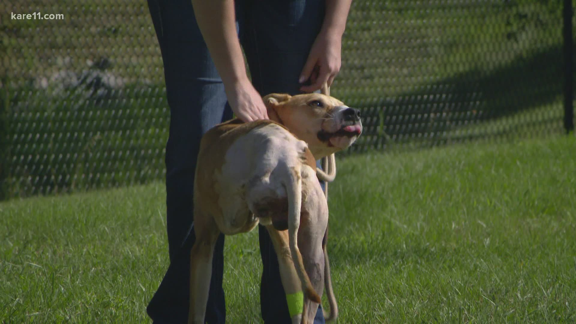 St. Paul animal control is investigating. The Humane Society of the United States is offering a $5,000 reward to anyone with info that might lead to an arrest.