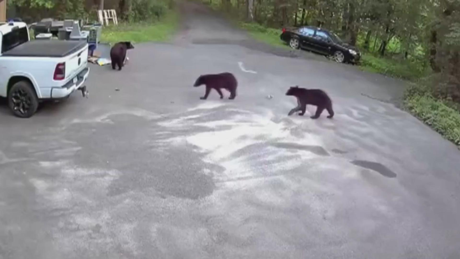 Bailey Jacobsen and her pal Zeus encountered the mama bear and her cubs right outside the front door by her garbage can, and that's when things got hairy.