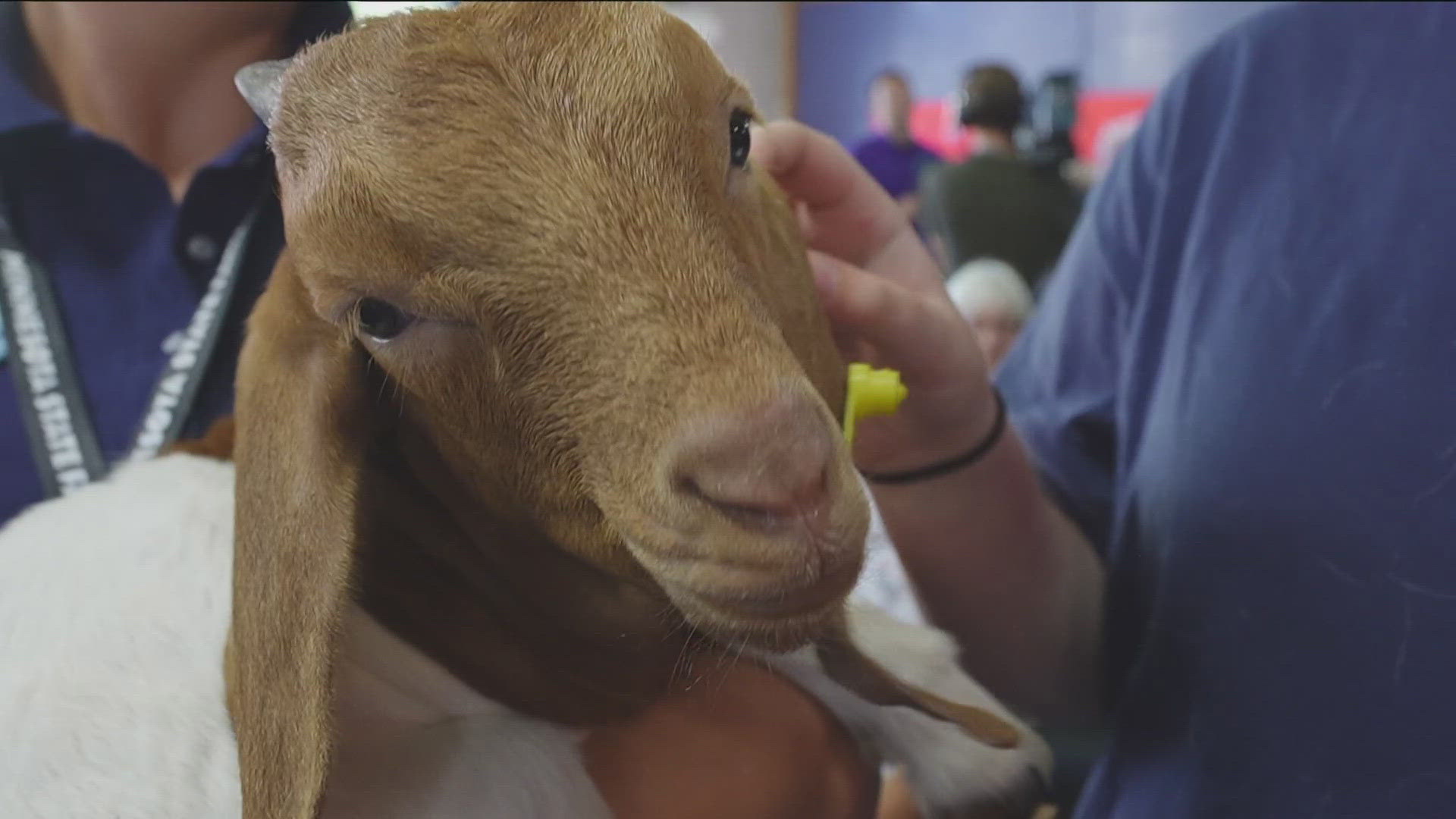 Saturday is all about the animals and the people who take care of them at the State Fair.