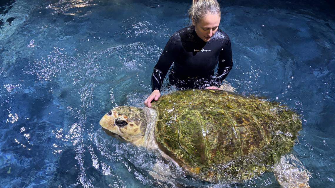 'Snooki' the sea turtle makes her debut at Minnesota Zoo