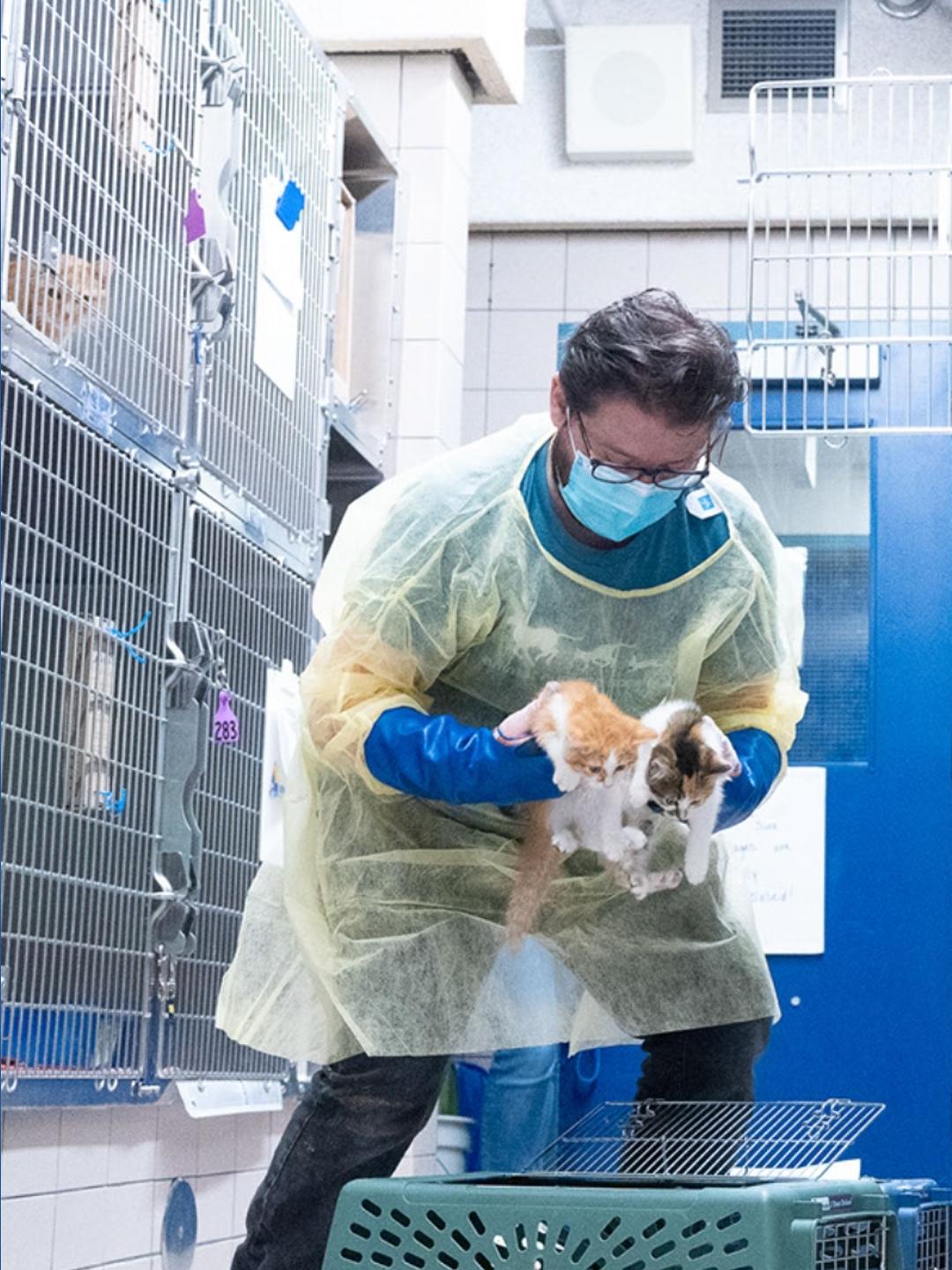 61 cats rescued from home near wildfire in northern Minnesota | kare11.com