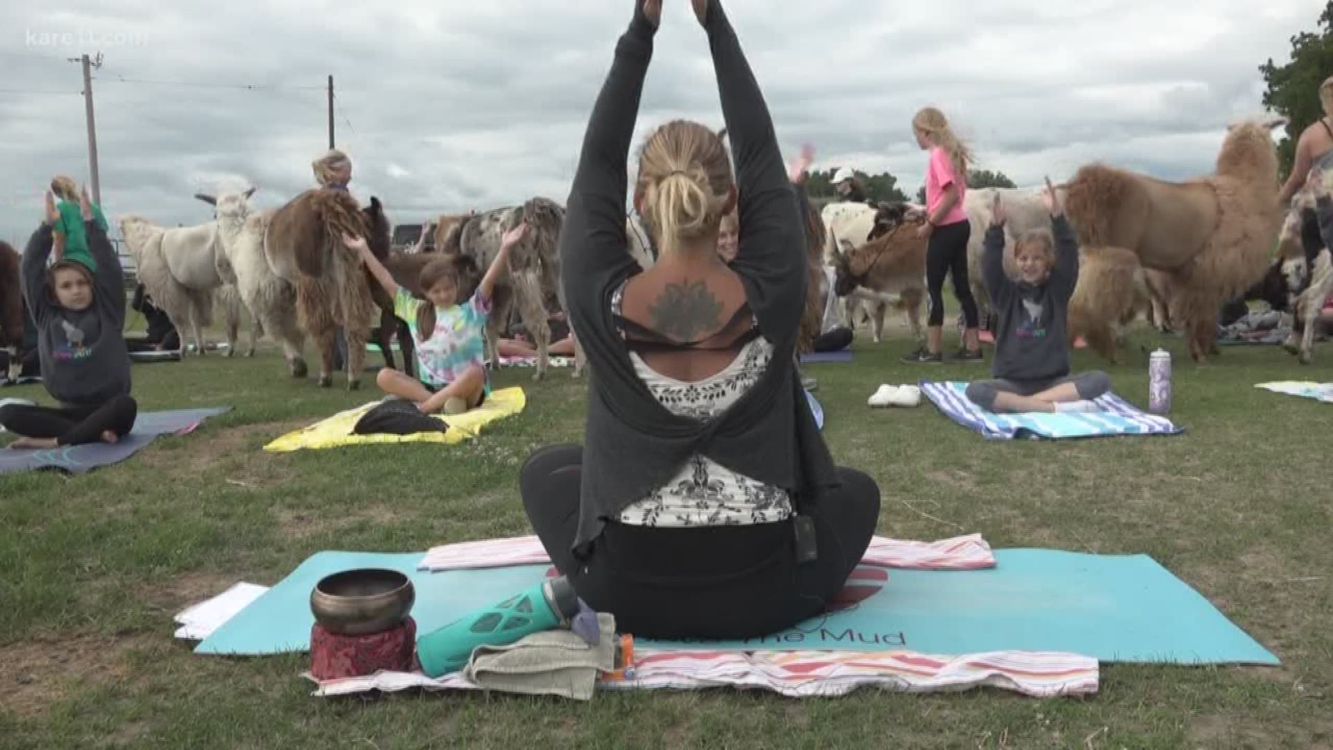 People go crazy over just about any type of yoga, so why not involve Llamas? That's actually happening at a pasture in Waconia.