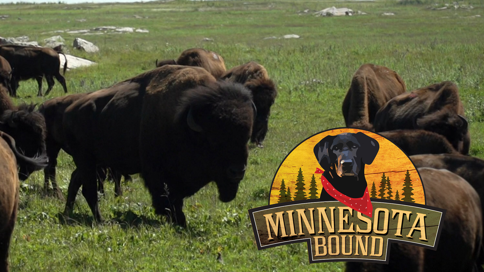 A Minnesota family's story 100 years in the making, a visit to a local bison herd, plus a look at the challenges of mounted archery.