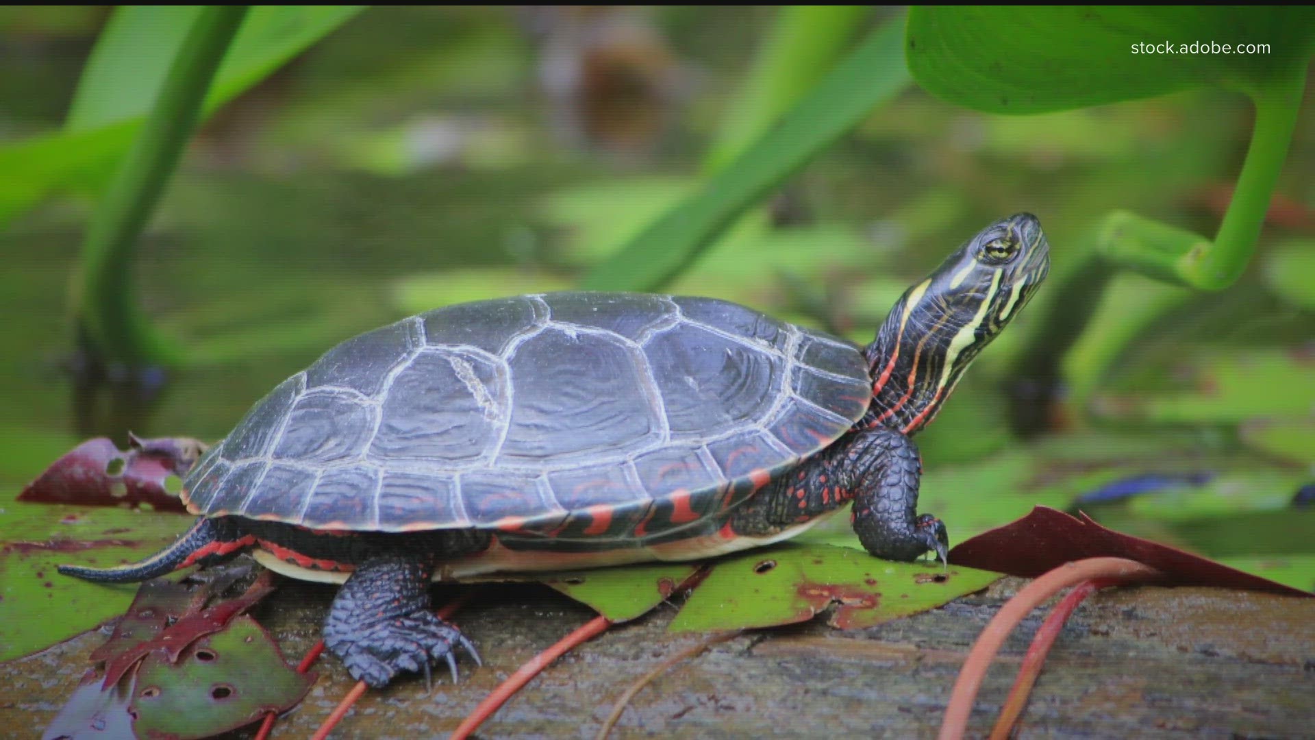 Every year city officials say hundreds of turtles cross Bush Lake Road to access nearby ponds and lakes, putting the turtles and drivers in harm’s way.