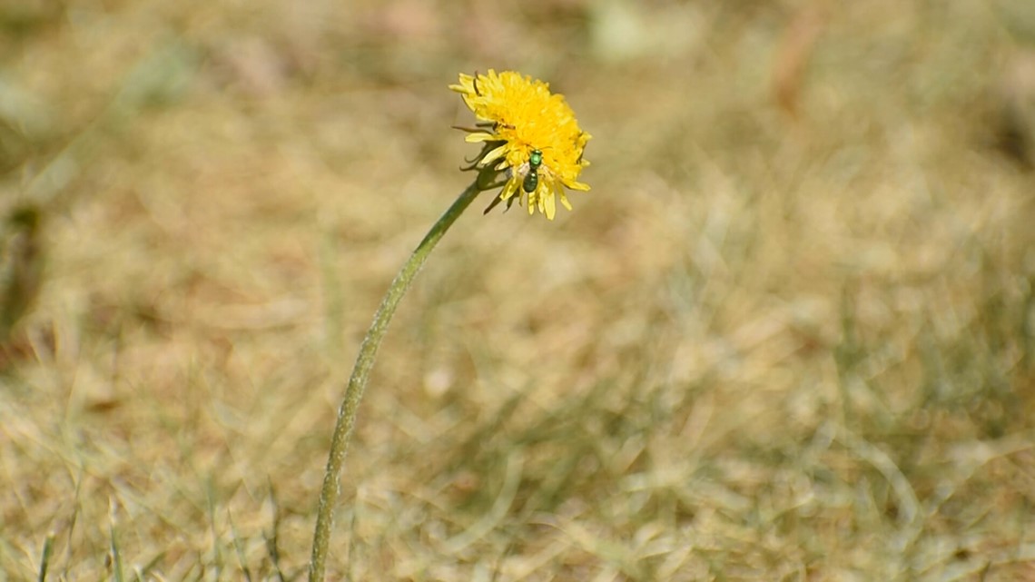 How to prepare your lawn and plants for the extreme heat next week - Vimarsana News