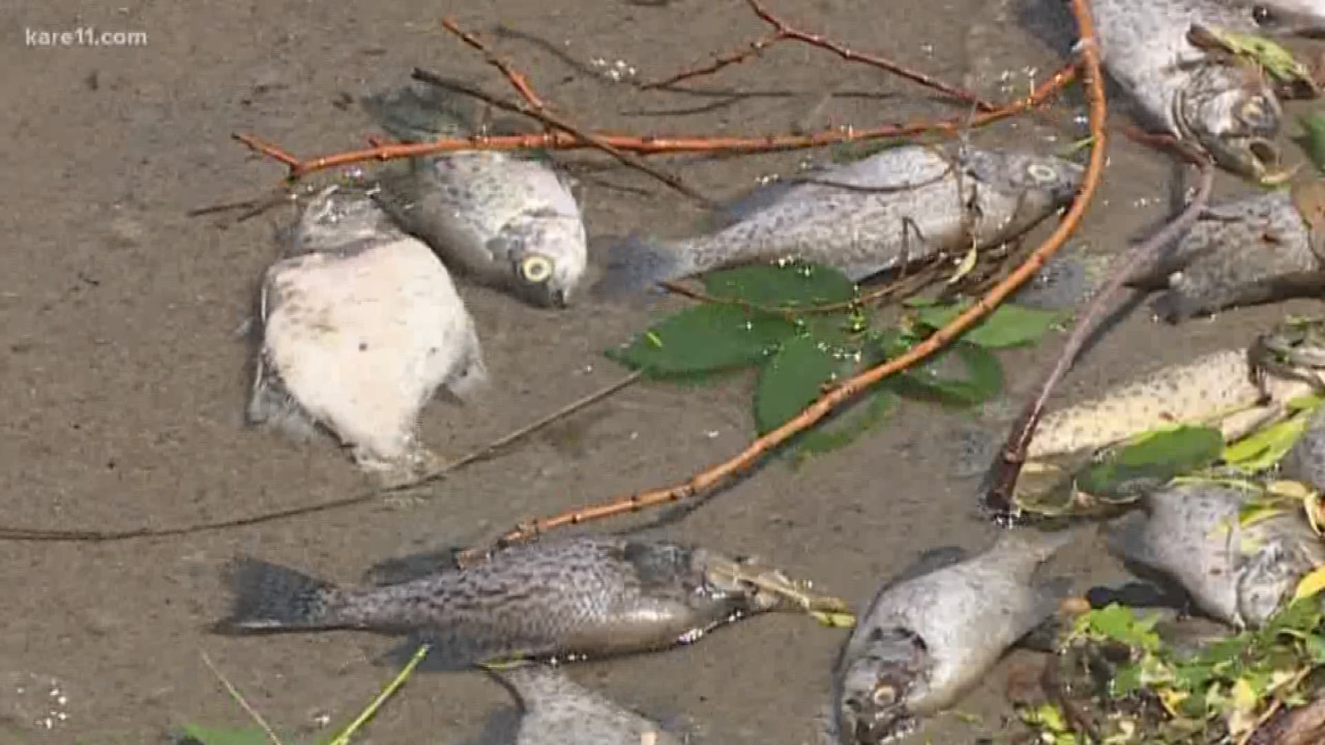 The water is completely safe for people. But hundreds of fish now line the beach, and if they're not cleaned up, they will start to decompose. https://kare11.tv/2sGTkLw