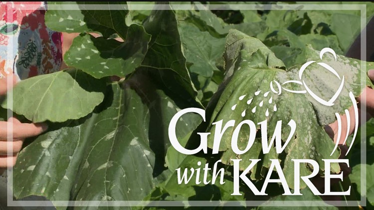 Grow with KARE: Powdery mildew