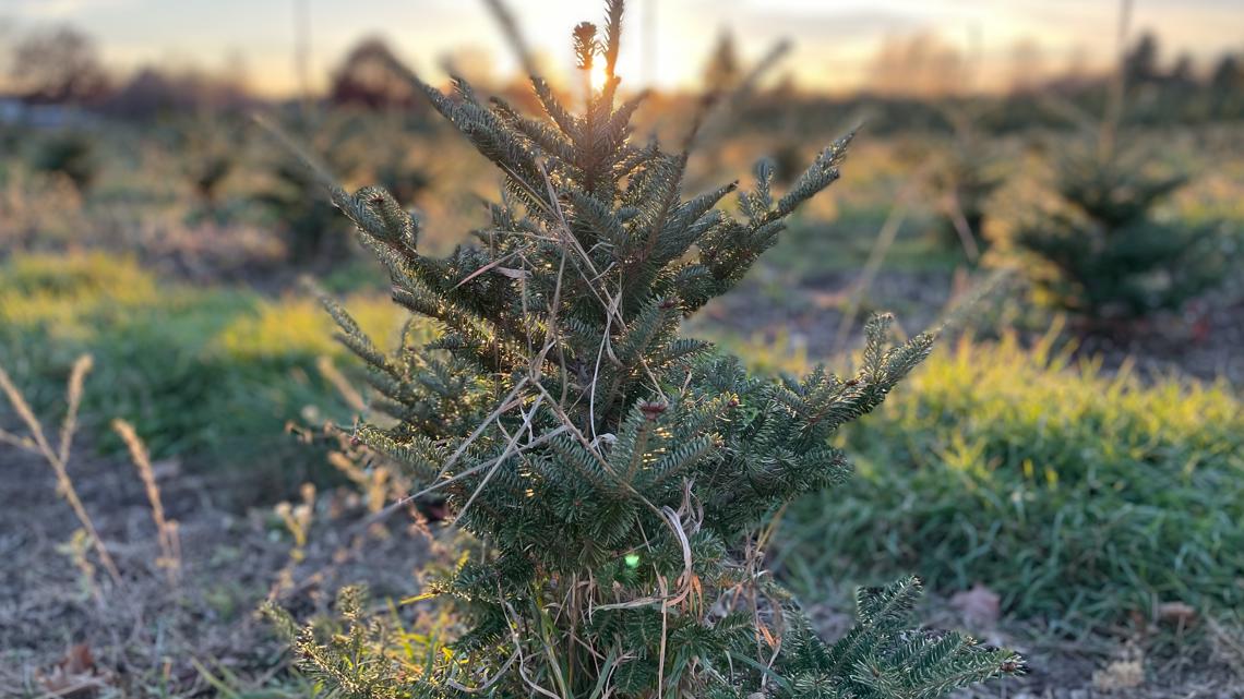 Some Christmas tree farms open more than a week early