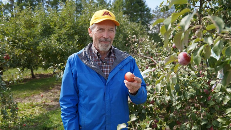 U of M's 'Triumph' apple coming to garden centers, nurseries in 2023