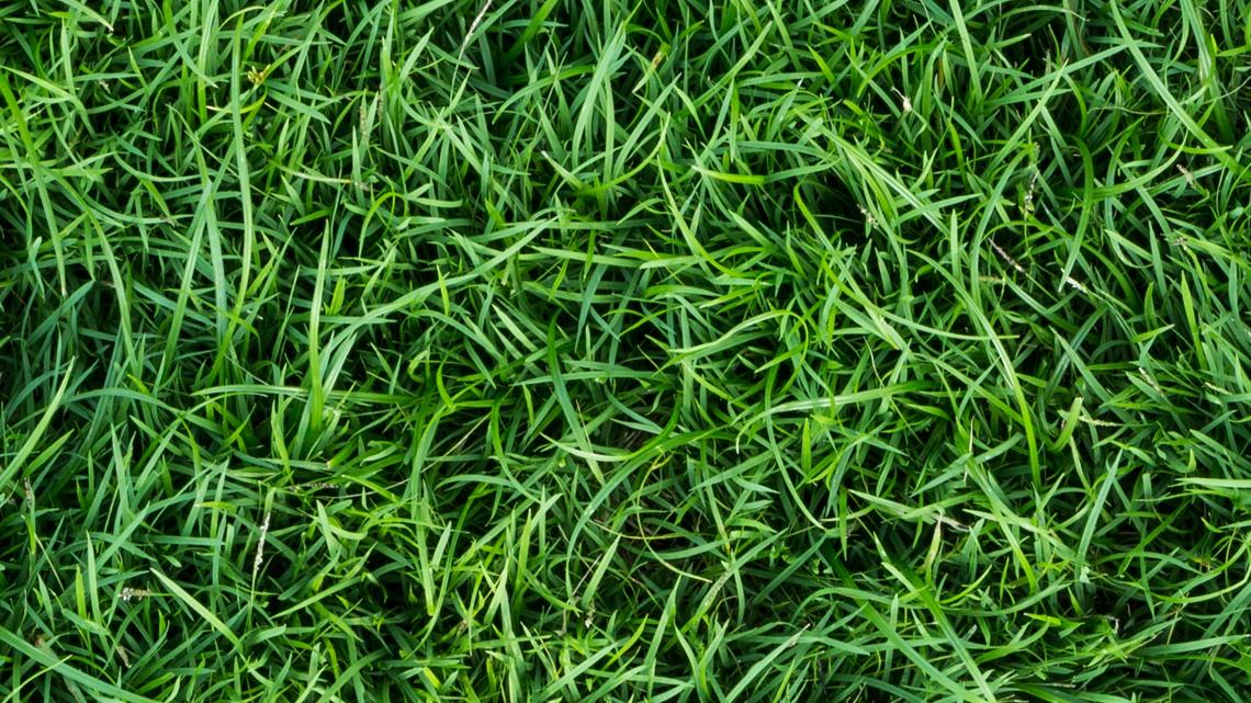 Grow with KARE: Late summer lawn care
