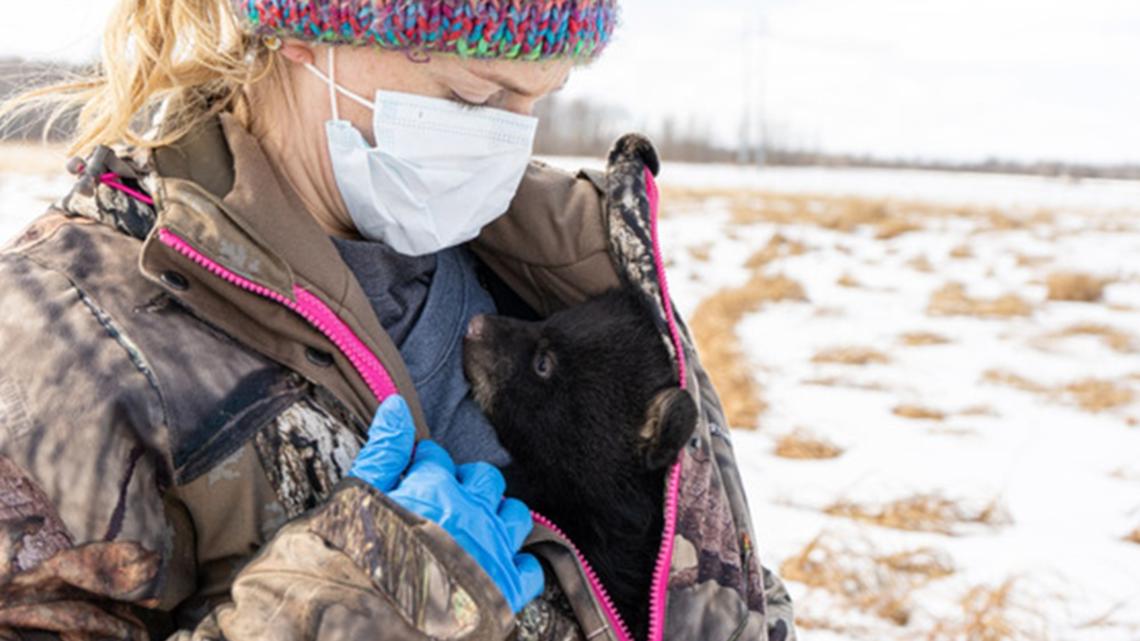Wisconsin residents asked to report black bear dens