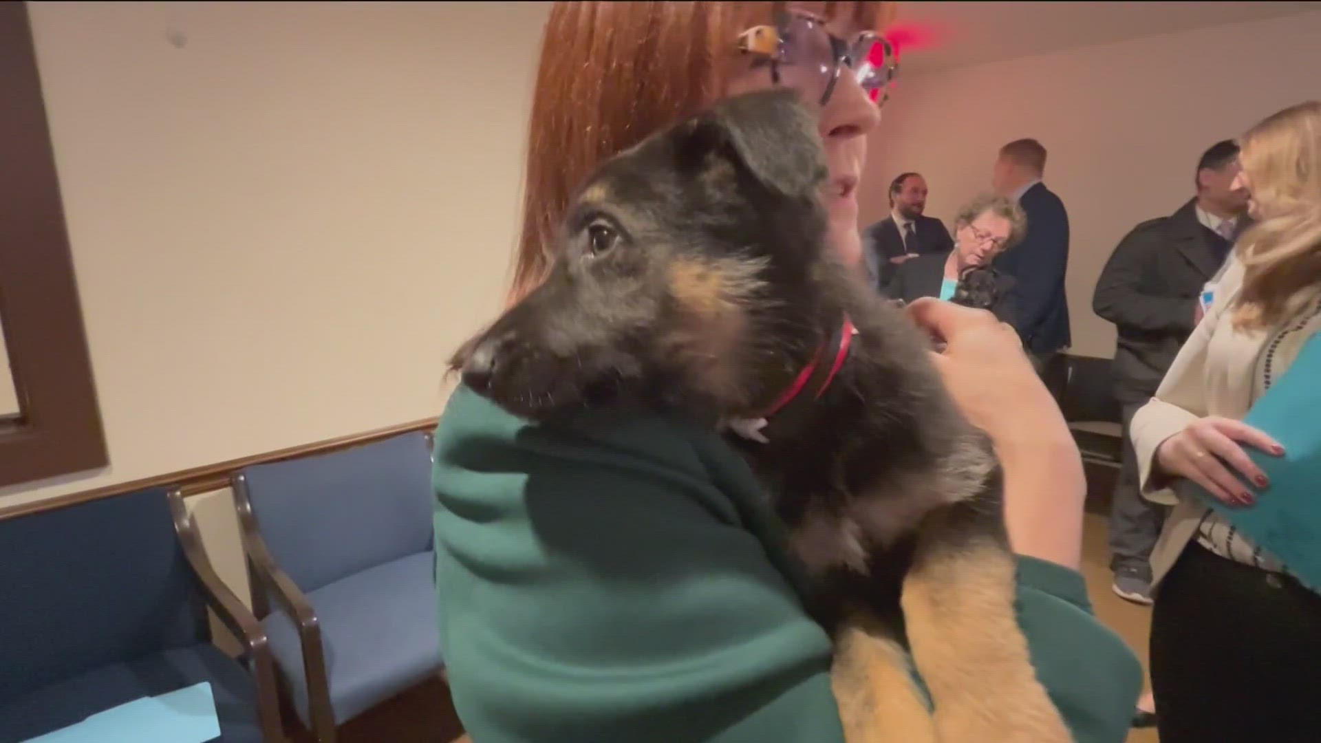 Puppies and kittens helped debate the Dog and Cat Data Transparency bill at the Capitol, with the goal of giving more information to buyers on their future pets.