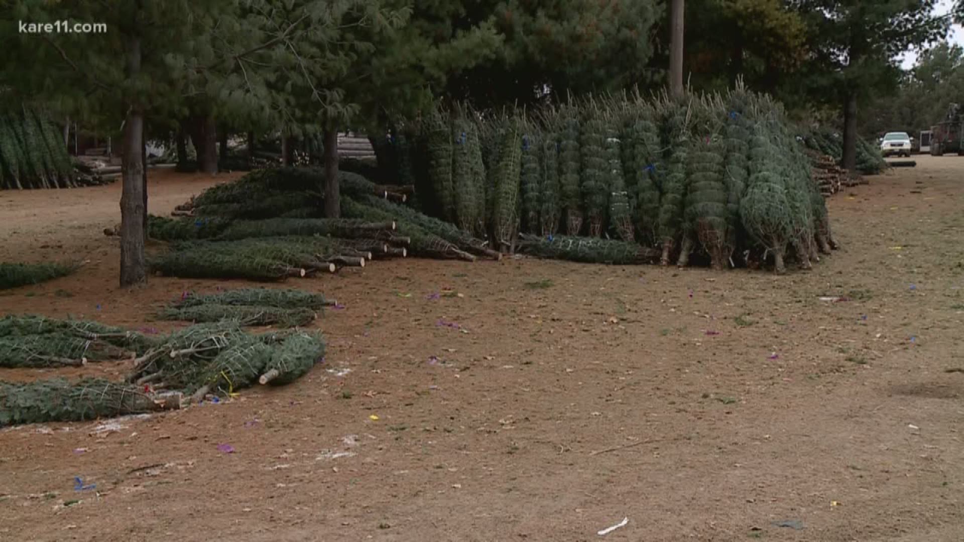 VERIFY Is there a shortage of Christmas trees this year?