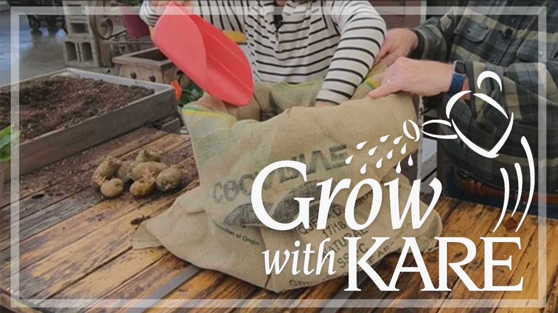 These burlap sacks are usually free from coffee shops and they make a great container for growing potatoes.