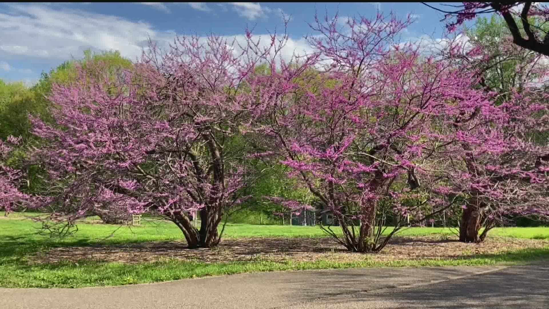 Thirty years ago, the University of Minnesota discovered a hardy strain of redbud and it's been our favorite ever since.