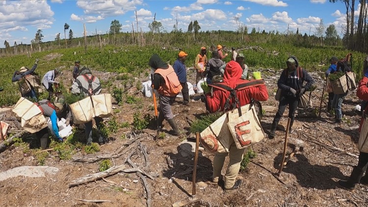 Fire scorched a Minnesota forest; crews replant thousands of seedlings to bring it back