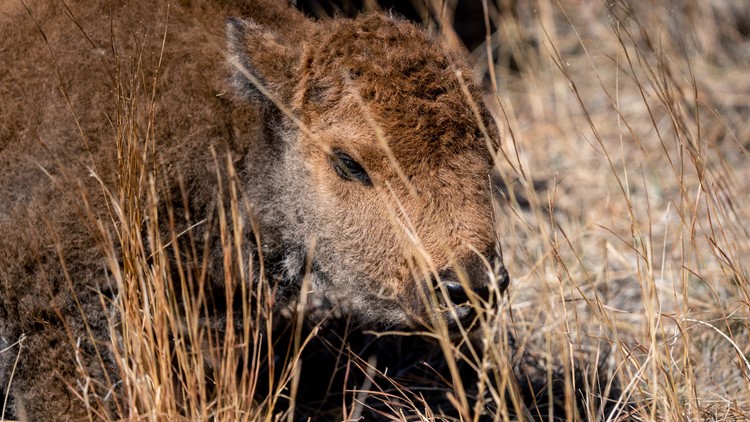 Custer State Park in South Dakota welcomes first baby bison of 2022