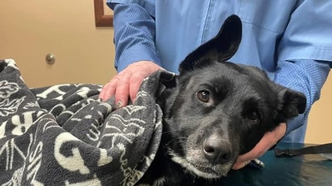 Meet Spike, the world's oldest living dog 