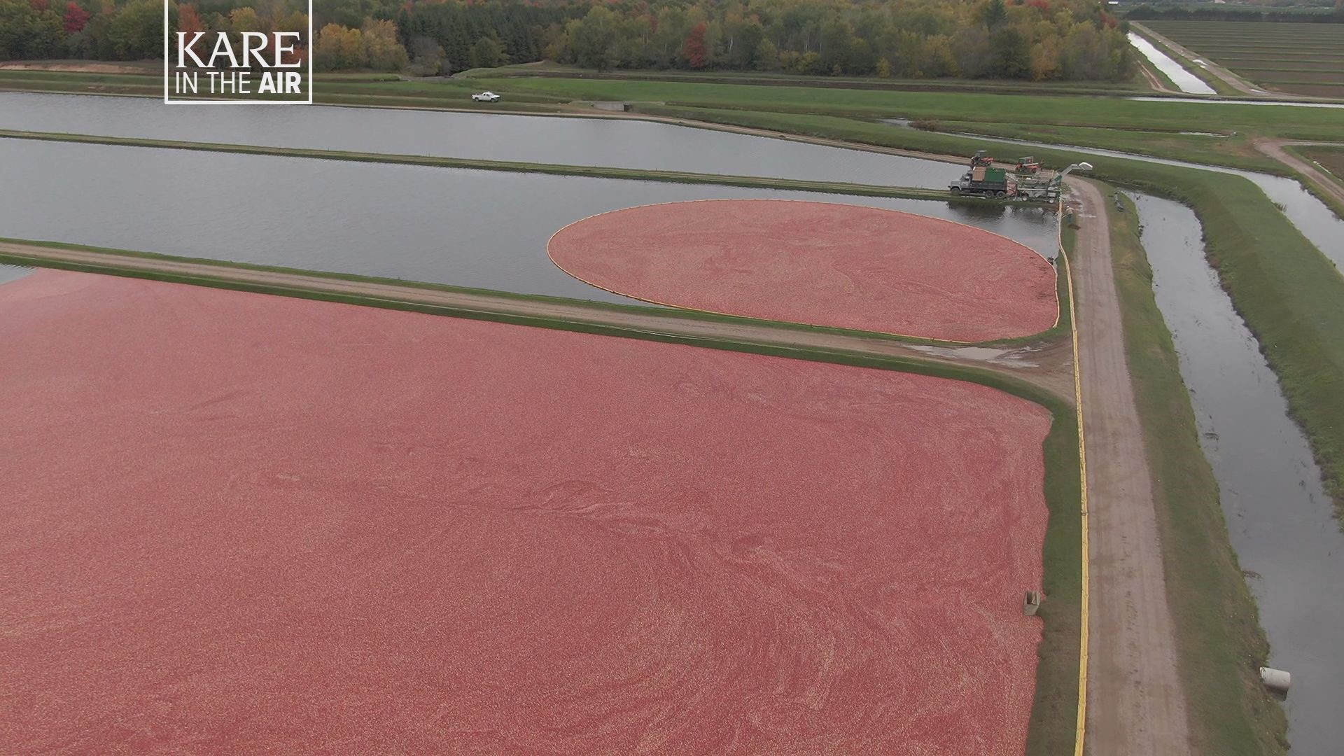 Our KARE in the Air drone captures the harvest at a cranberry bog in Wisconsin Rapids.