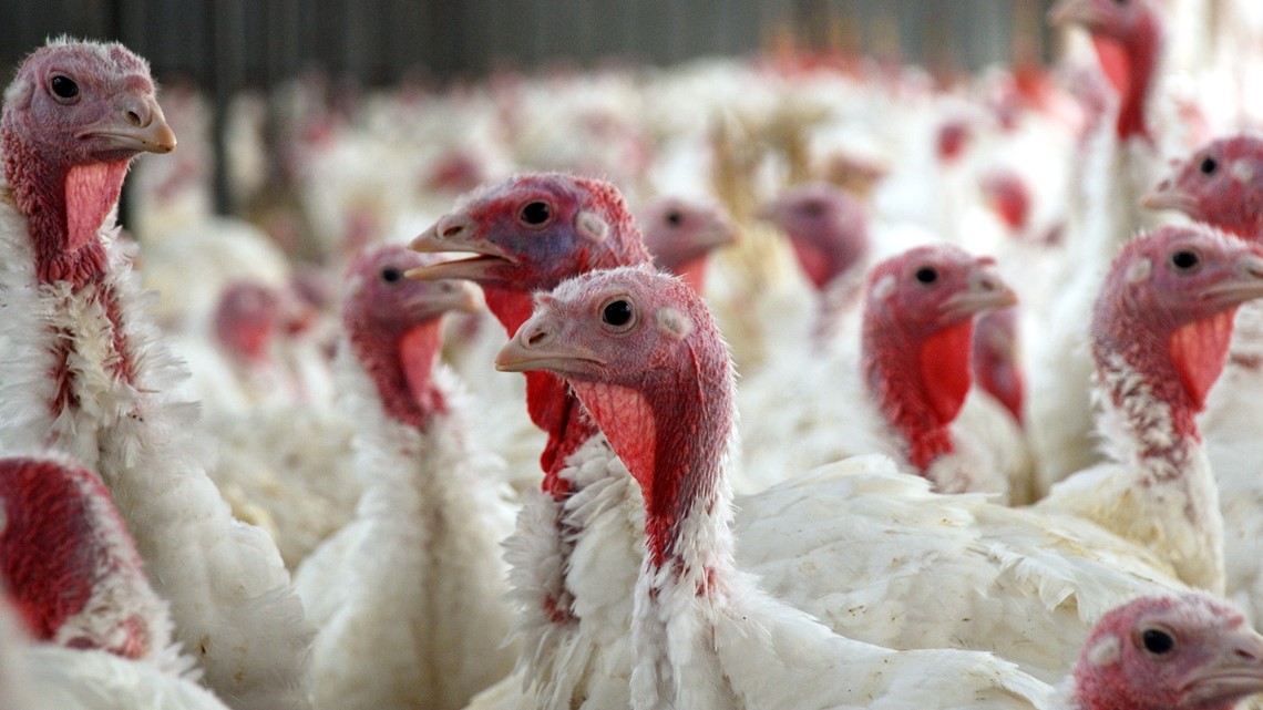 Sales of MN poultry, exhibition temporarily suspended due to bird flu