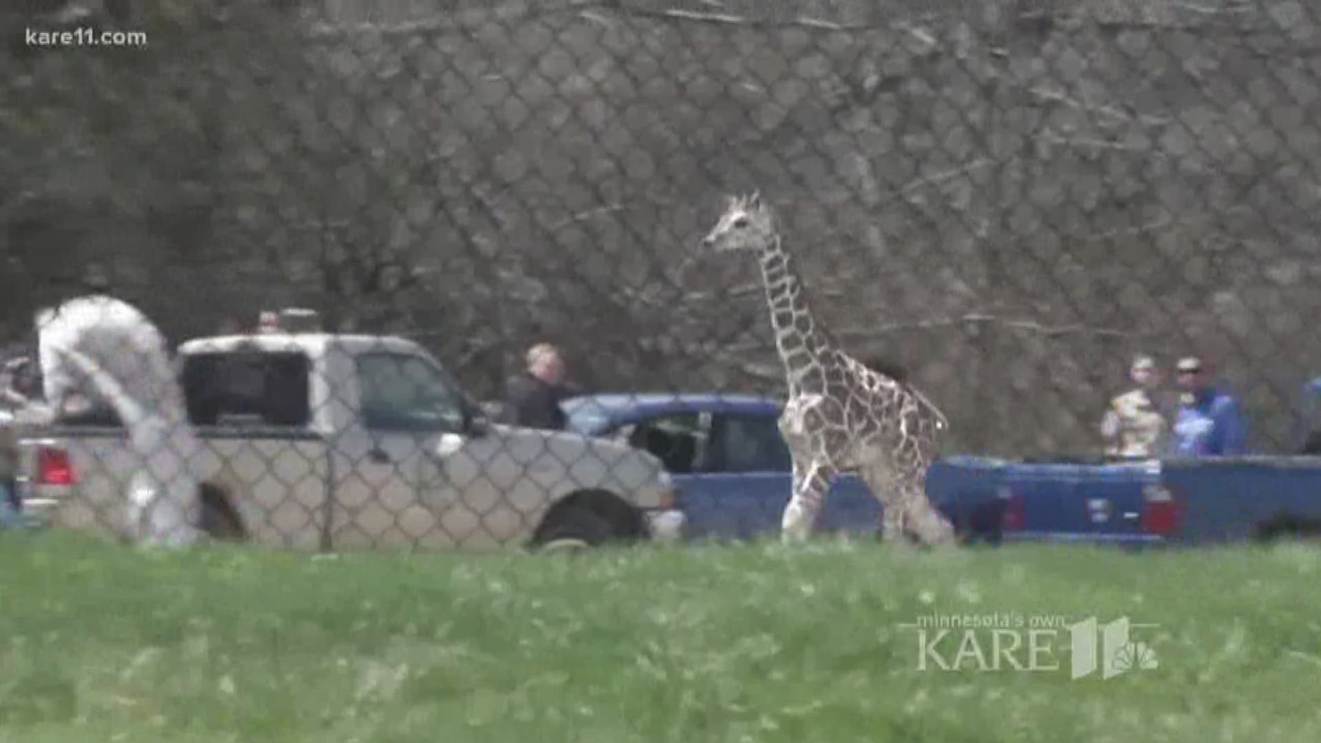 A giraffe escaped from an Indiana zoo and was on the loose for two hours in the zoo's parking lot. Crazy!