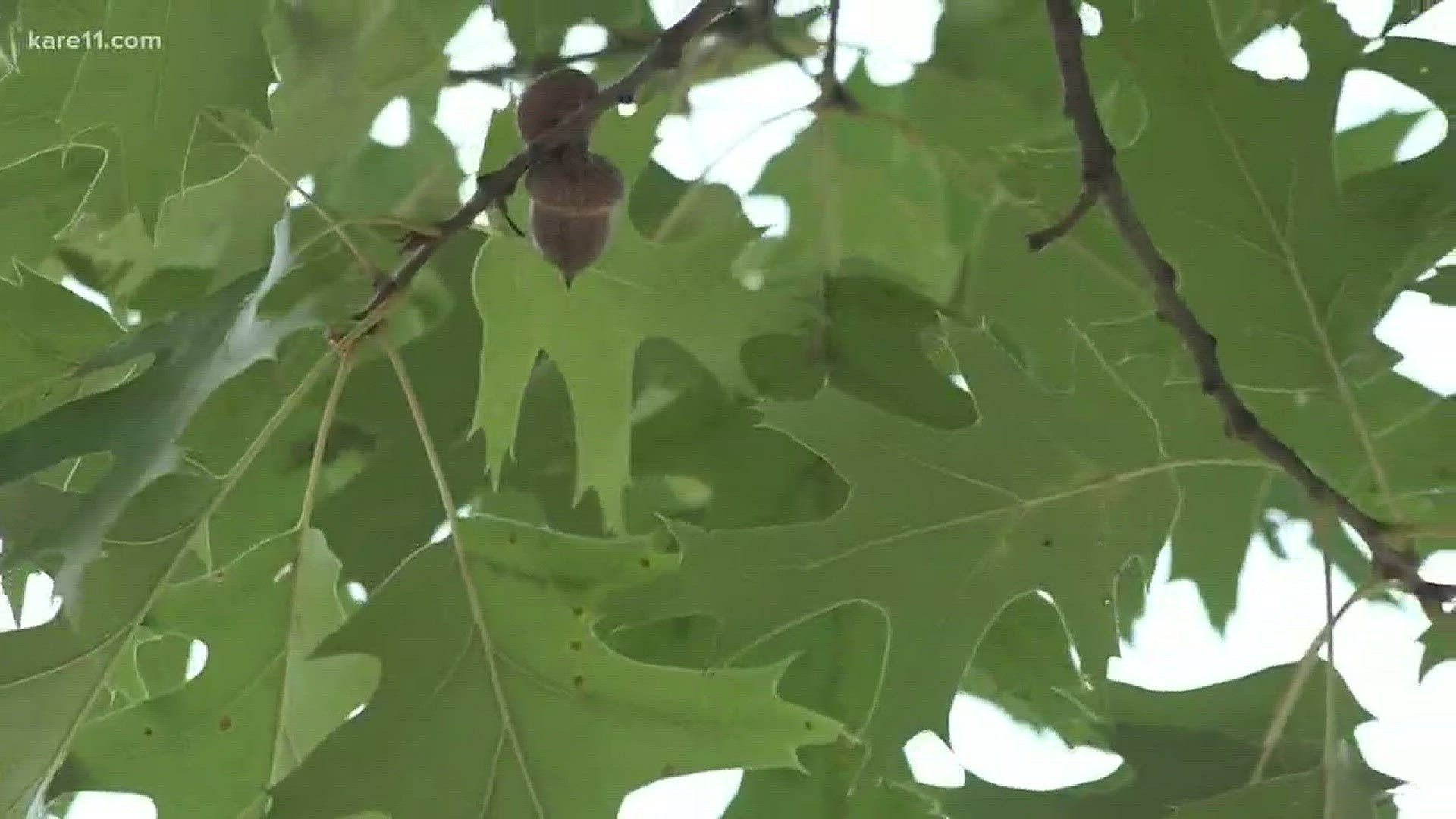 What's with the abundance of acorns?