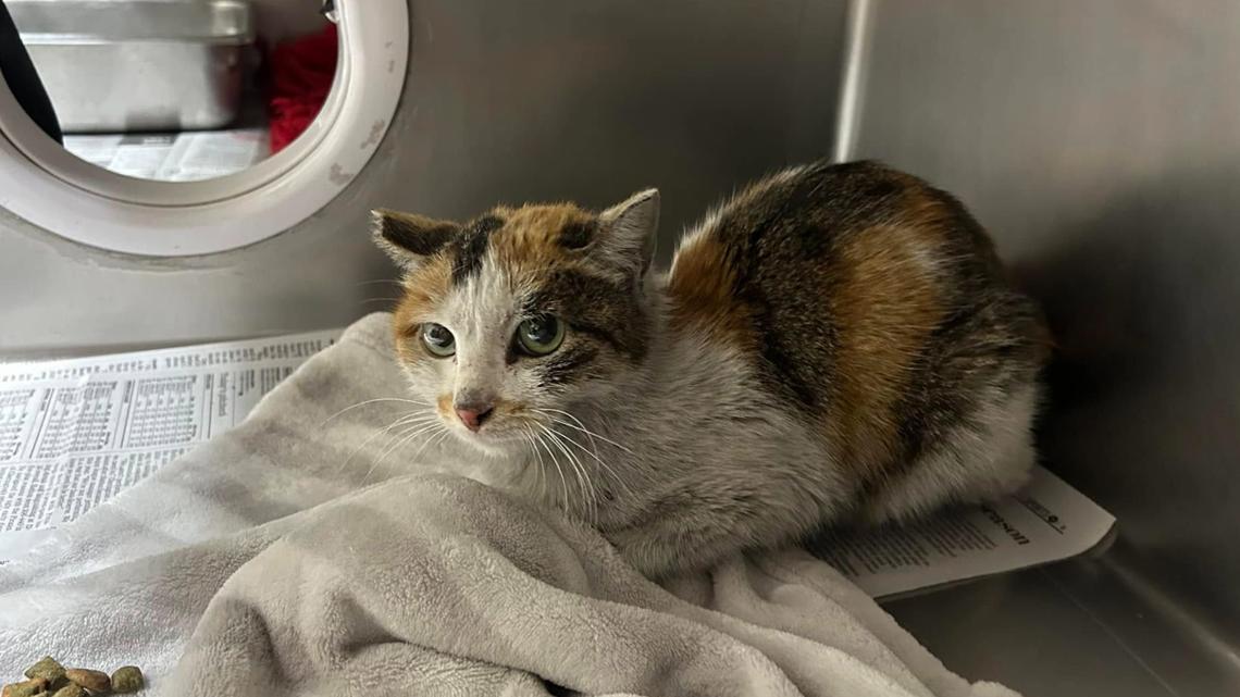 Long, strange trip: Cat survives three week journey from China