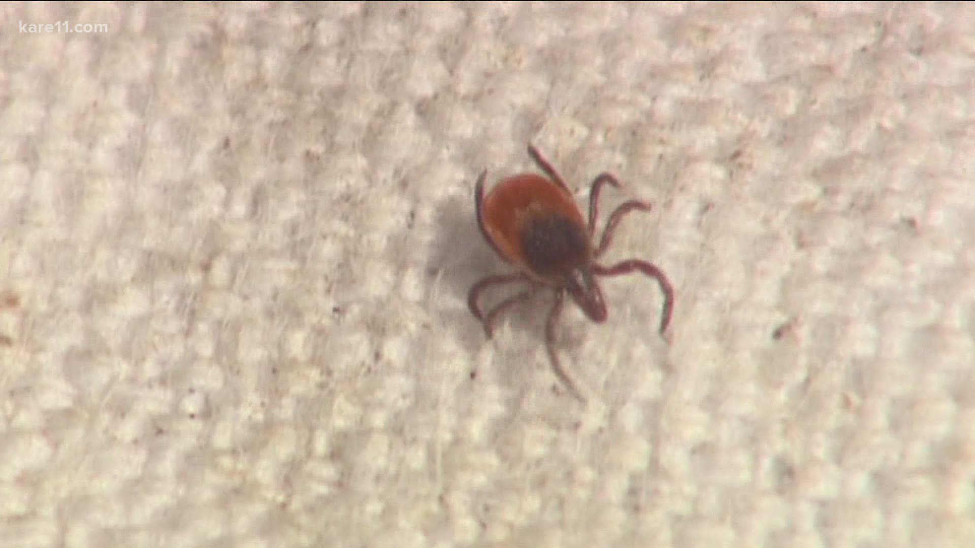 Weather, acorn crop, number of rodents all play a role in amount of ticks, according to the U of M School of Public Health.