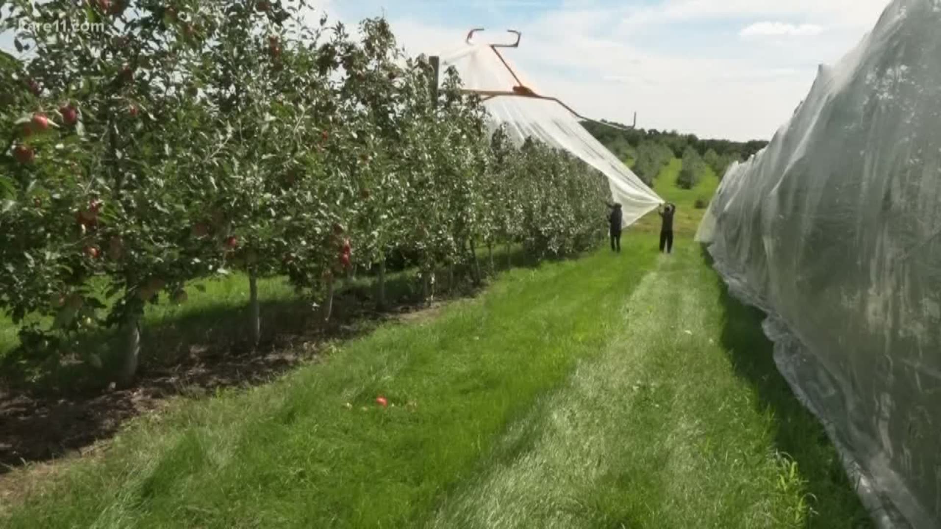 Here's how orchards protect their apples from bugs and hail while still allowing UV light to come in.