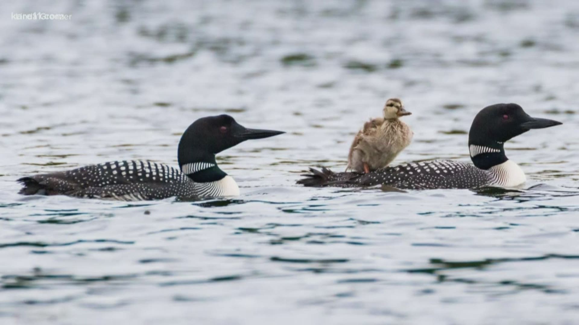 One less lonely duck, Local News