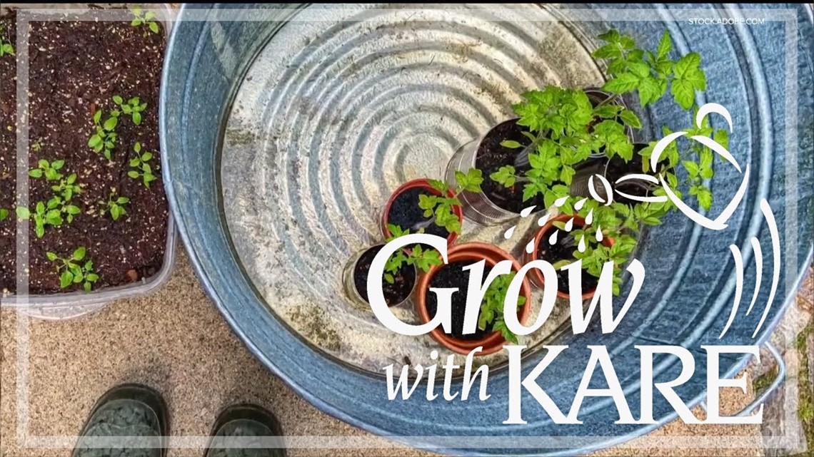 Grow with KARE: Hardening off seedlings