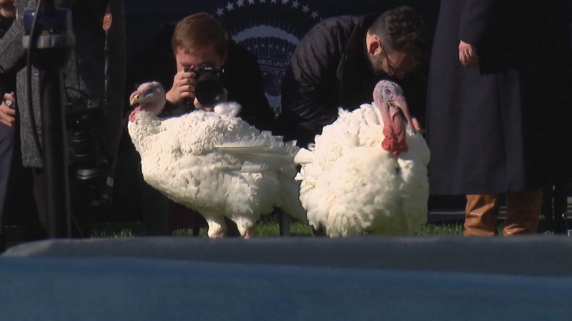 President Biden pardoned two turkeys from Minnesota today, in keeping with the annual White House tradition.